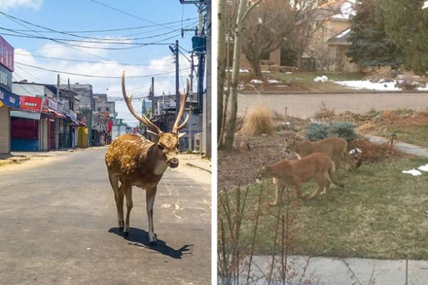 animais livres capa