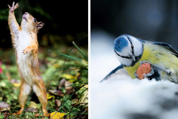 animais na floresta capa