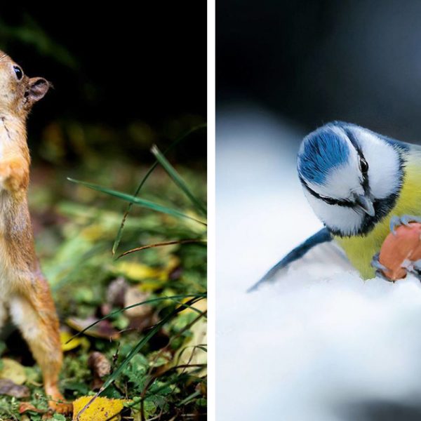 animais na floresta capa