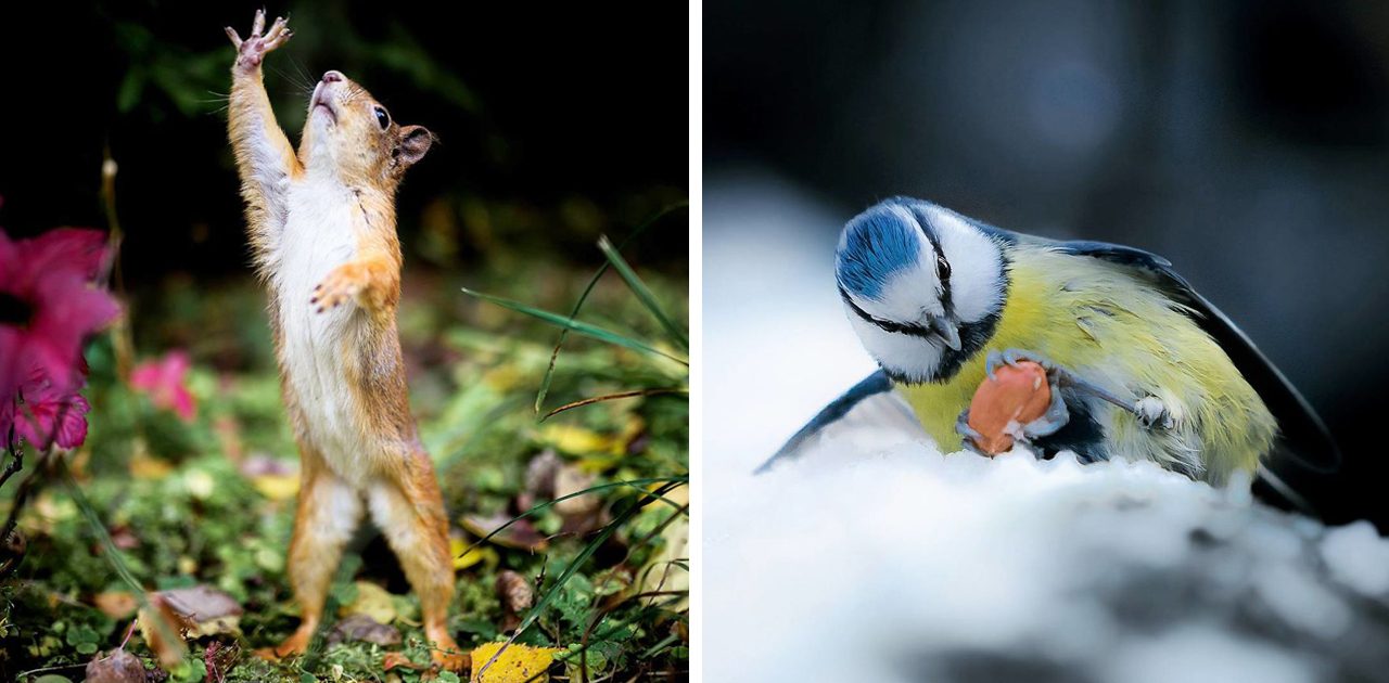 animais na floresta capa