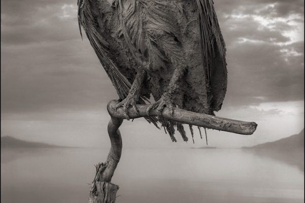 Calcified Fish Eagle
