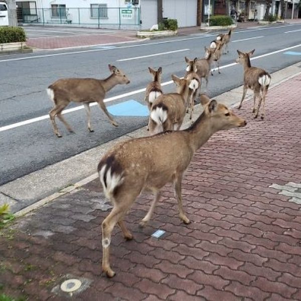 animais quarentena 01