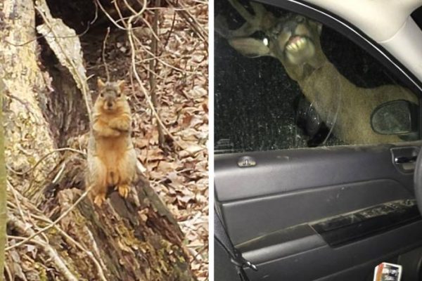 animais selvagens capa