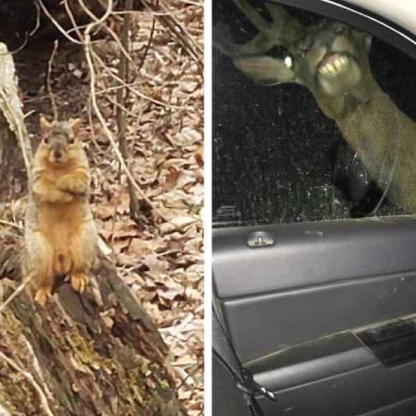 animais selvagens capa