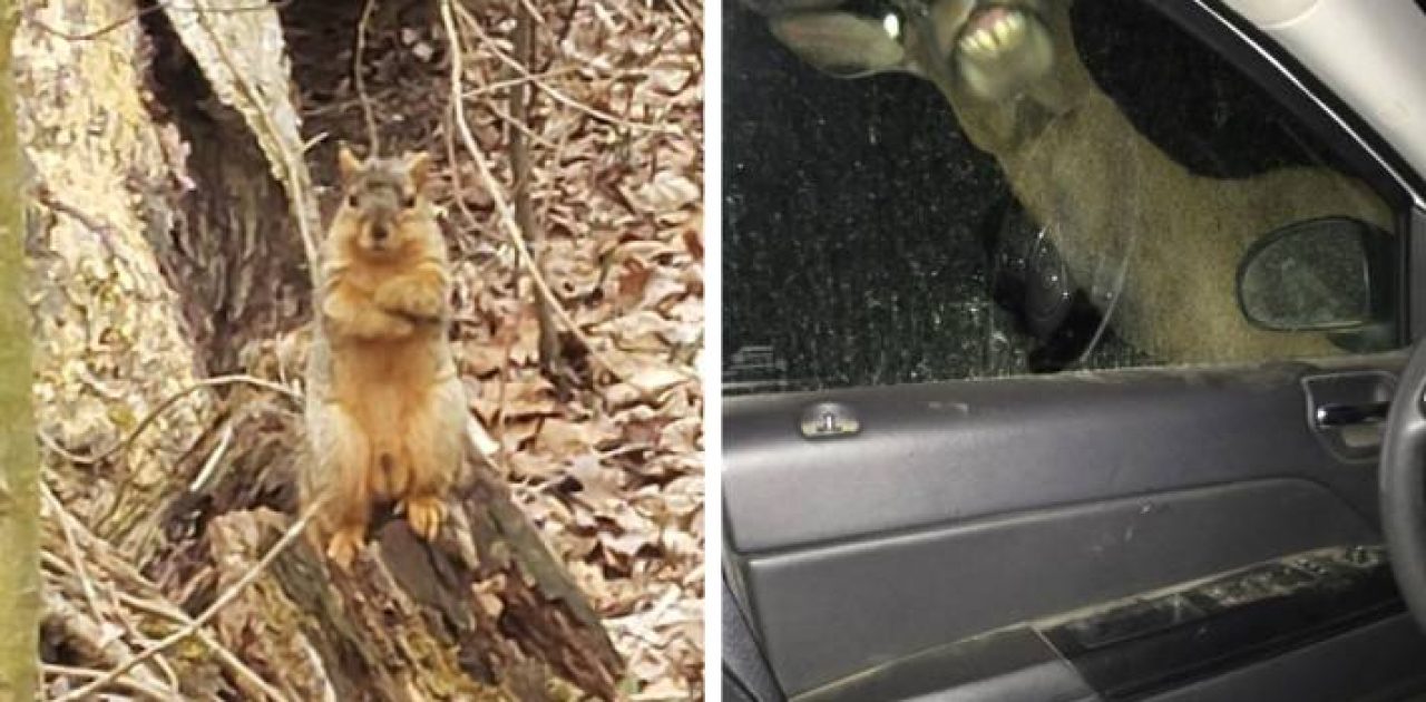 animais selvagens capa