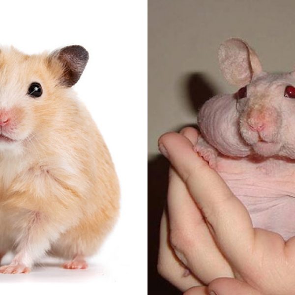 animais sem pelos capa