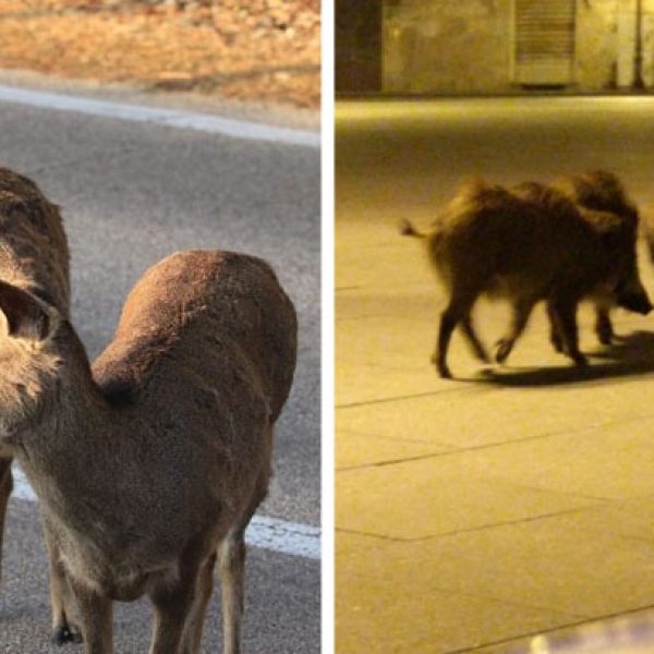 animais soltos capa