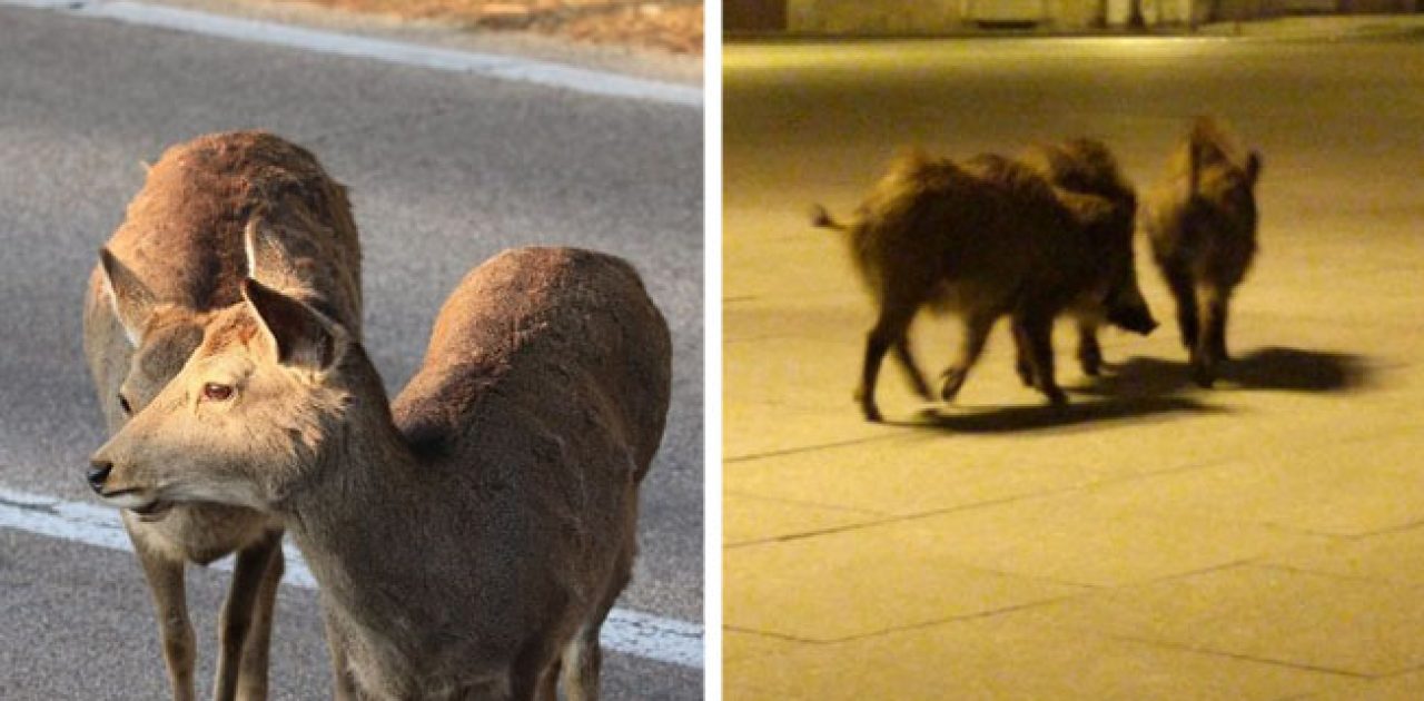 animais soltos capa