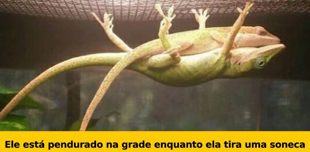 animais surpreendentes capa