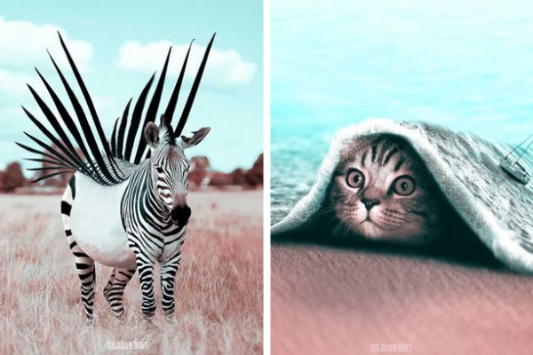 animais surrealistas capa
