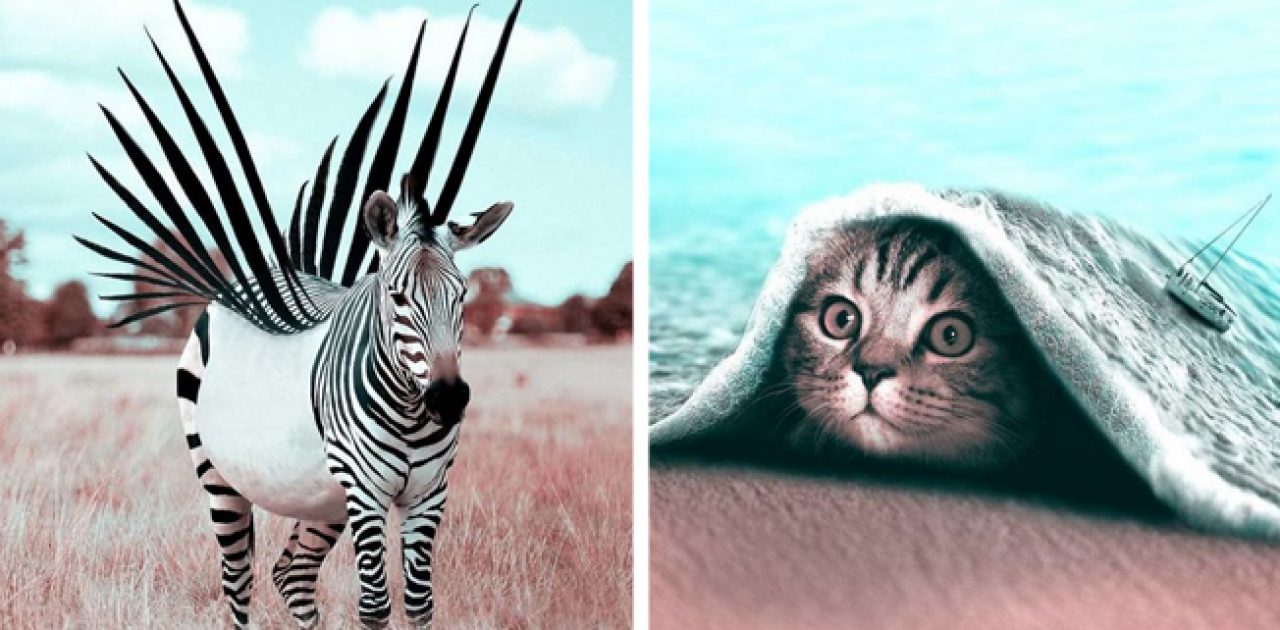 animais surrealistas capa