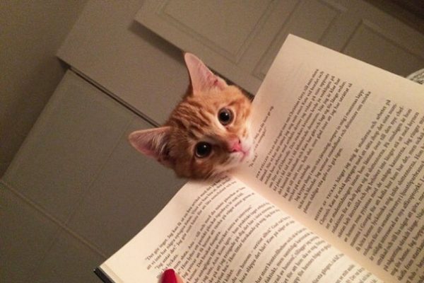 animals-dont-let-you-read-1__605