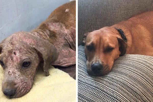 antes e depois adoção capa