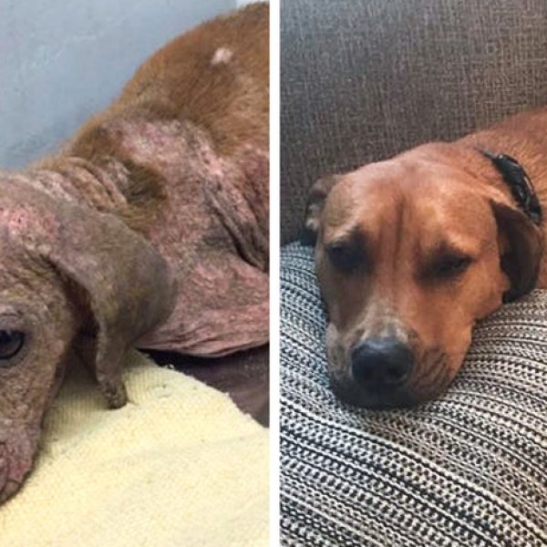 antes e depois adoção capa