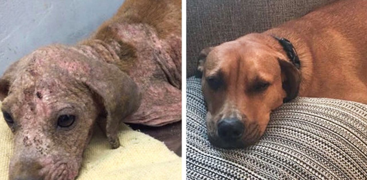 antes e depois adoção capa