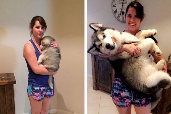 antes e depois dos cães capa