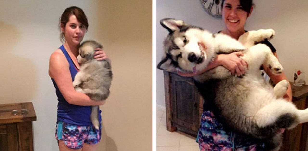 antes e depois dos cães capa