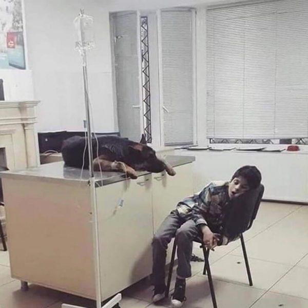 ao lado do cão 01