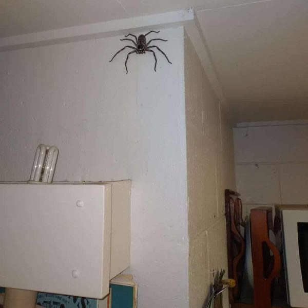 aranha em casa 01