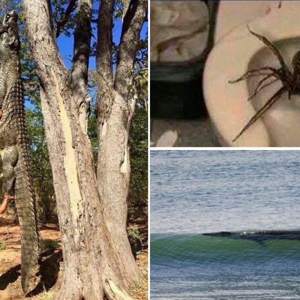 australia
