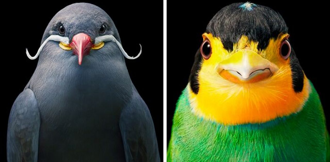 aves raras capa