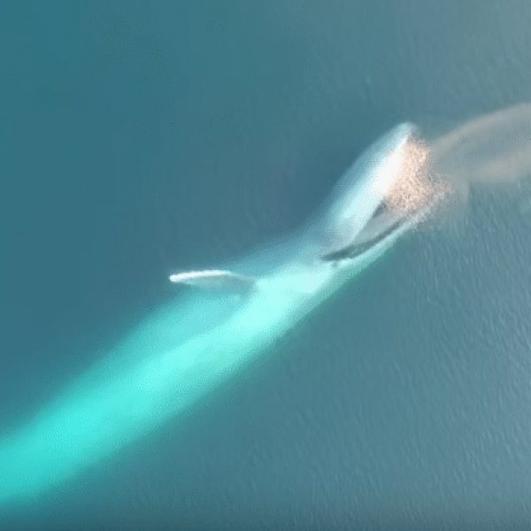baleia azul capa