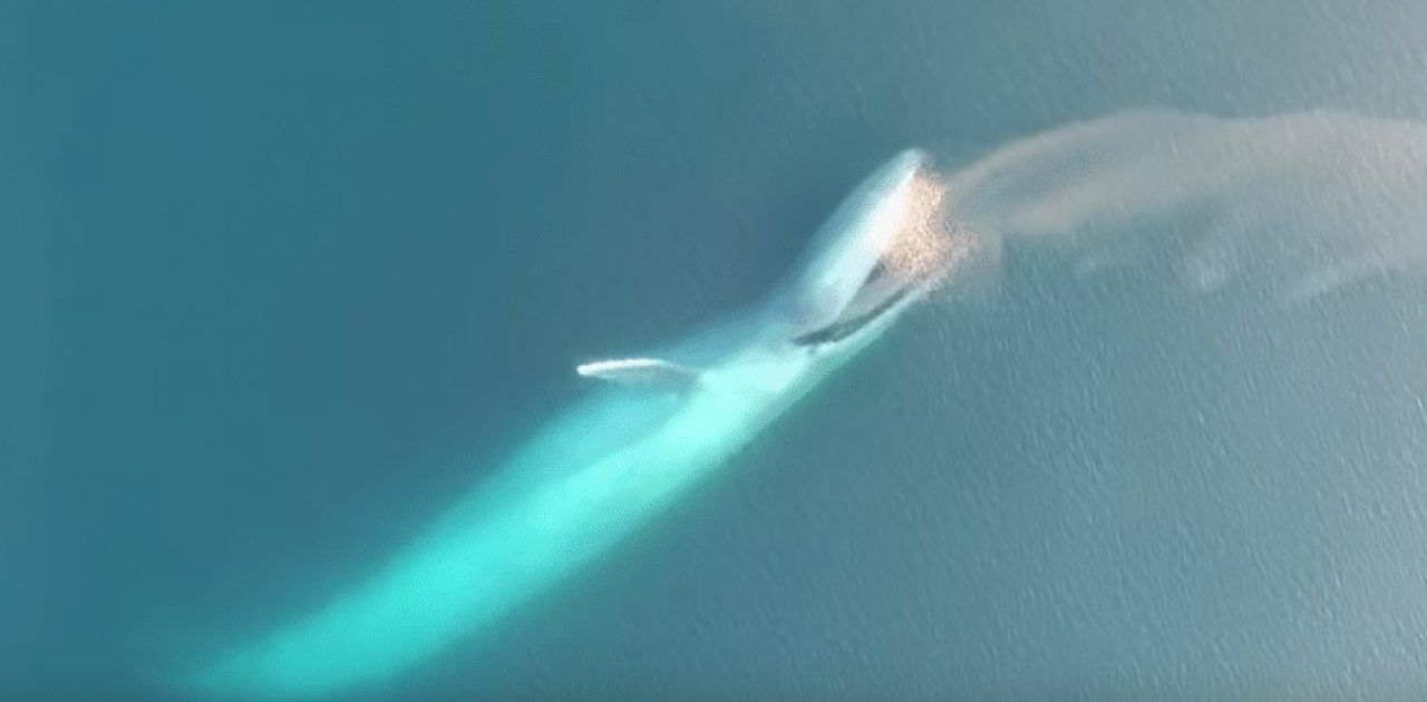 baleia azul capa