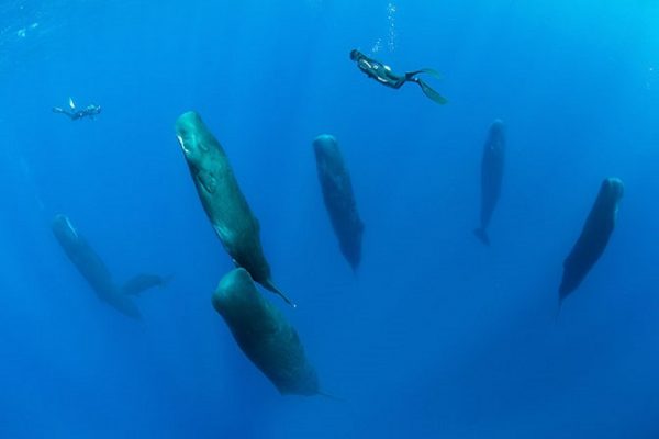 baleias dormindo capa