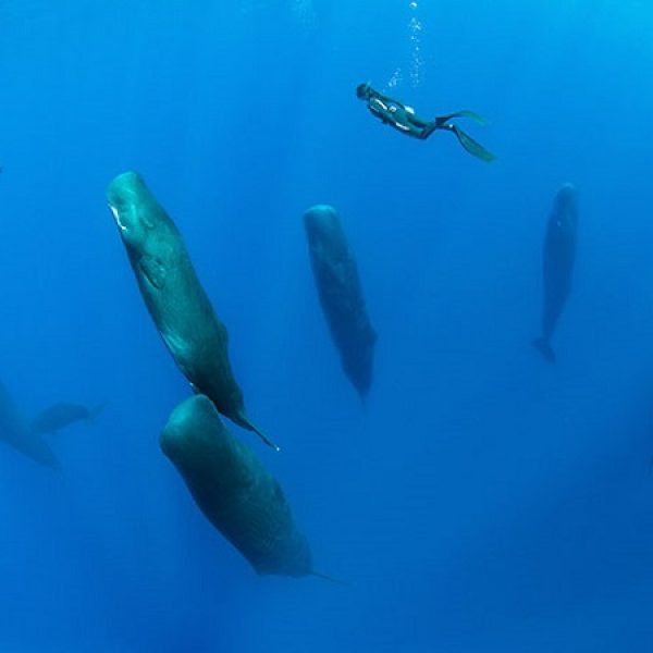 baleias dormindo capa