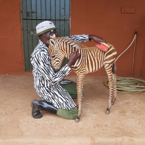 bebê zebra 03