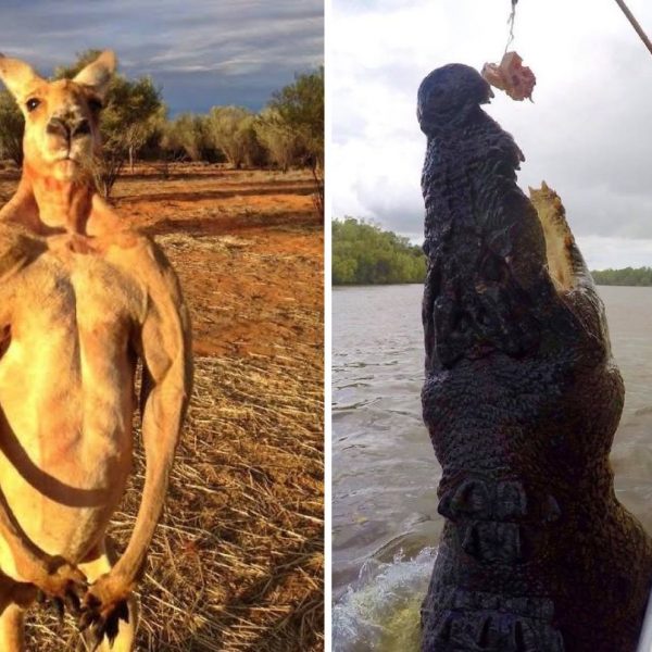 bichos australianos capa