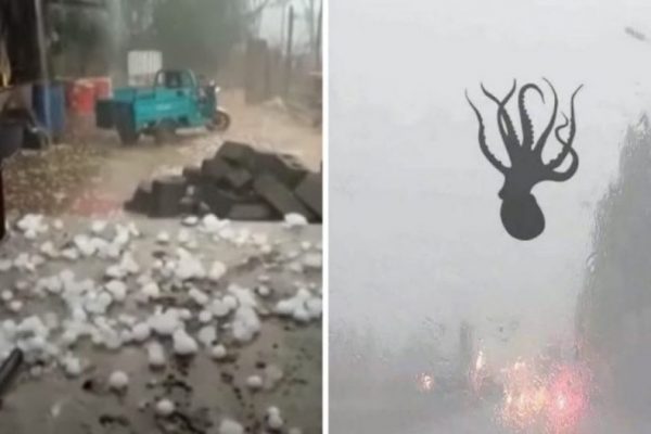 bichos caindo do céu capa