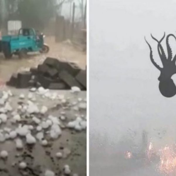 bichos caindo do céu capa