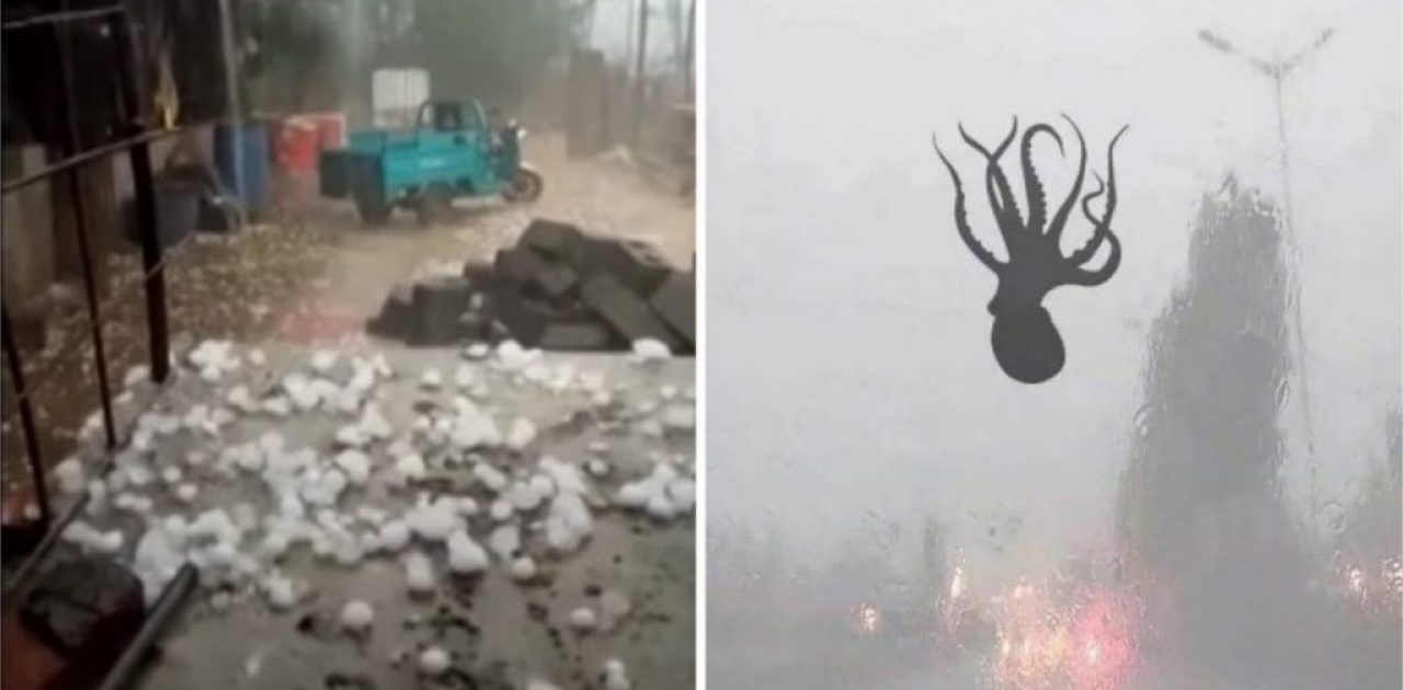 bichos caindo do céu capa