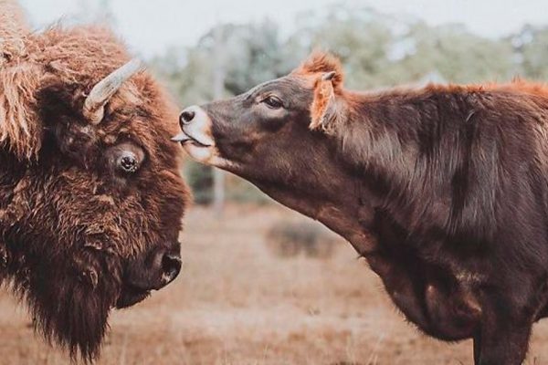 bisonte e bezerro capa