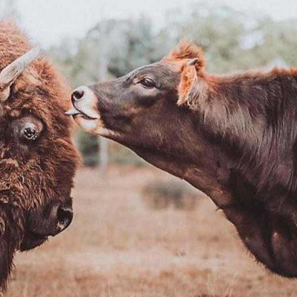 bisonte e bezerro capa