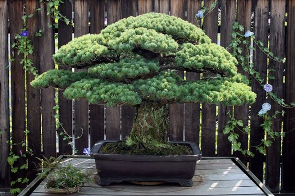 bonsai secular 01