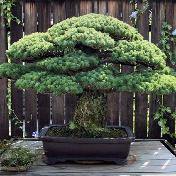 bonsai secular 01