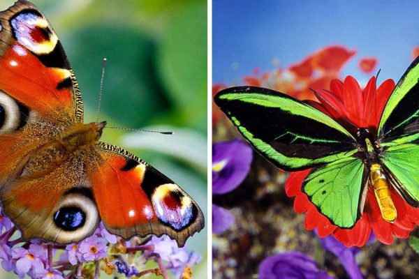 borboletas lindas capa