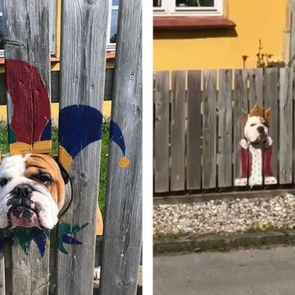 bulldog na cerca capa