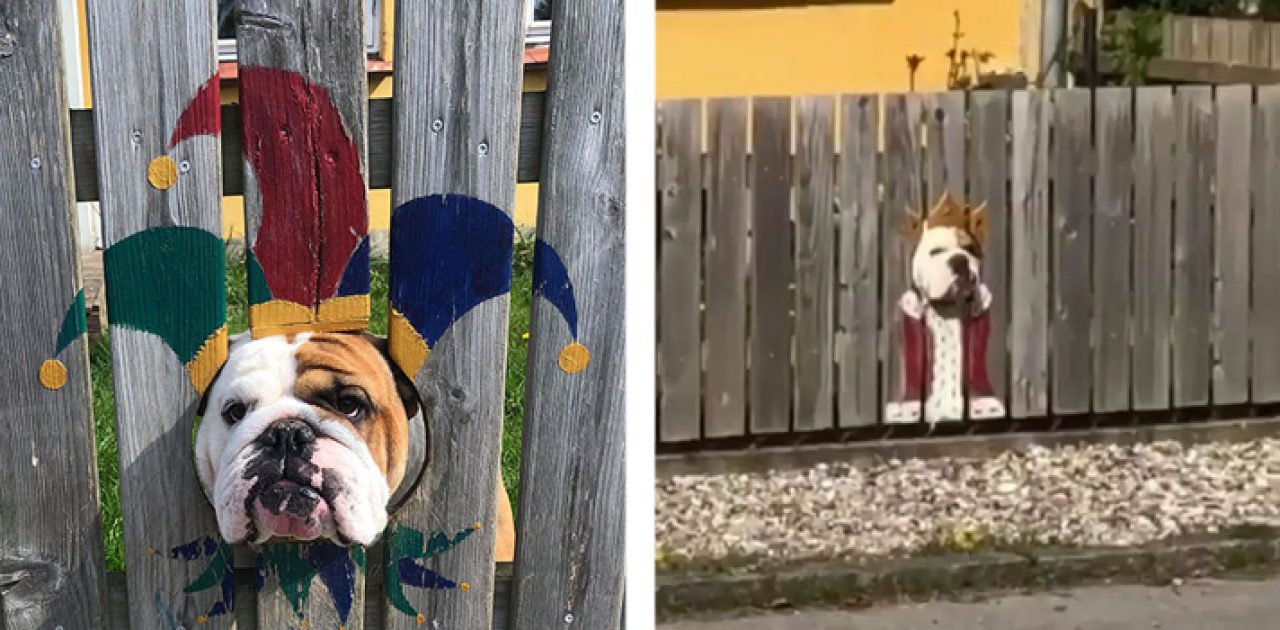 bulldog na cerca capa