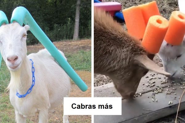 cabras com proteção capa