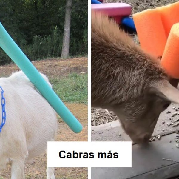 cabras com proteção capa