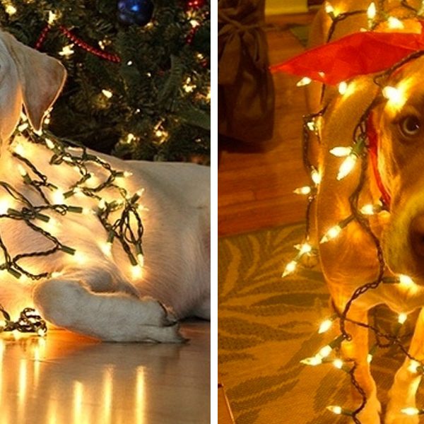 cachorro de arvore de natal