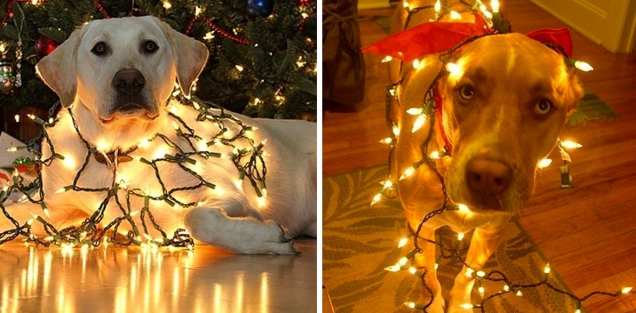 cachorro de arvore de natal