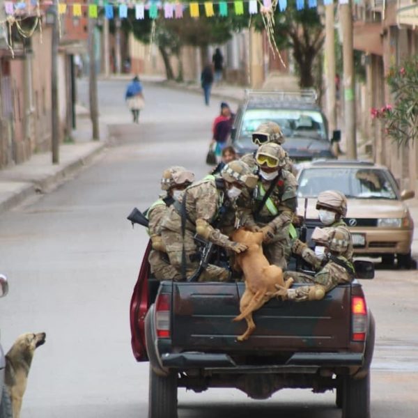 cachorro de rua 04