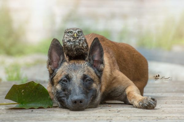 cachorro e coruja 10