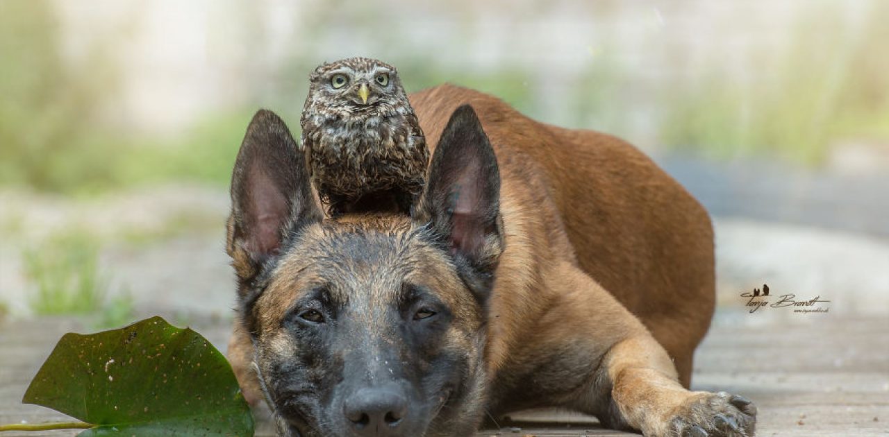 cachorro e coruja 10