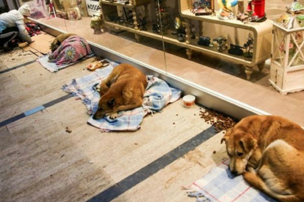 cachorros no shopping capa