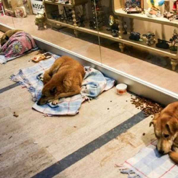 cachorros no shopping capa